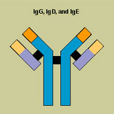 Antibodies belong to a family of large protein molecules known as immunoglobulins.
