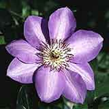 Clematis hybrid, eight petals