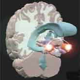 The amygdala; a part of the limbic system.