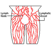 Lymphatic vessels form a circulatory system that operates in close partnership with blood circulation.