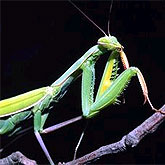 Mantis