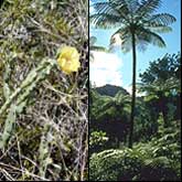 Prickly Pear on the left, a Palm Tree on the right.