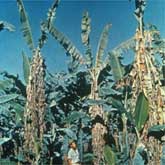 Wilting banana plants with Panama disease (Fusarium wilt).