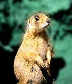 Prairie dogs sometimes carry plague.