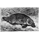 Platypus