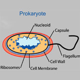 This figure illustrates a typical bacterium (prokaryote) and demonstrates how bacterial DNA is housed in a structure called the nucleoid (very light blue), as well as other structures normally found in a prokaryotic cell, including the cell membrane (black), the cell wall (intermediate blue), the capsule (orange), ribosomes (dark blue), and a flagellum (also black).