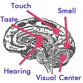 Brain centers handle different senses