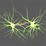 Neurons