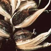 Cloud of smut spores released as wheat is harvested. (Used by permission of American Phytopathological Society) Black smut spores replace the grain in infected wheat plants.