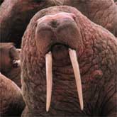 IAmTheWalrus